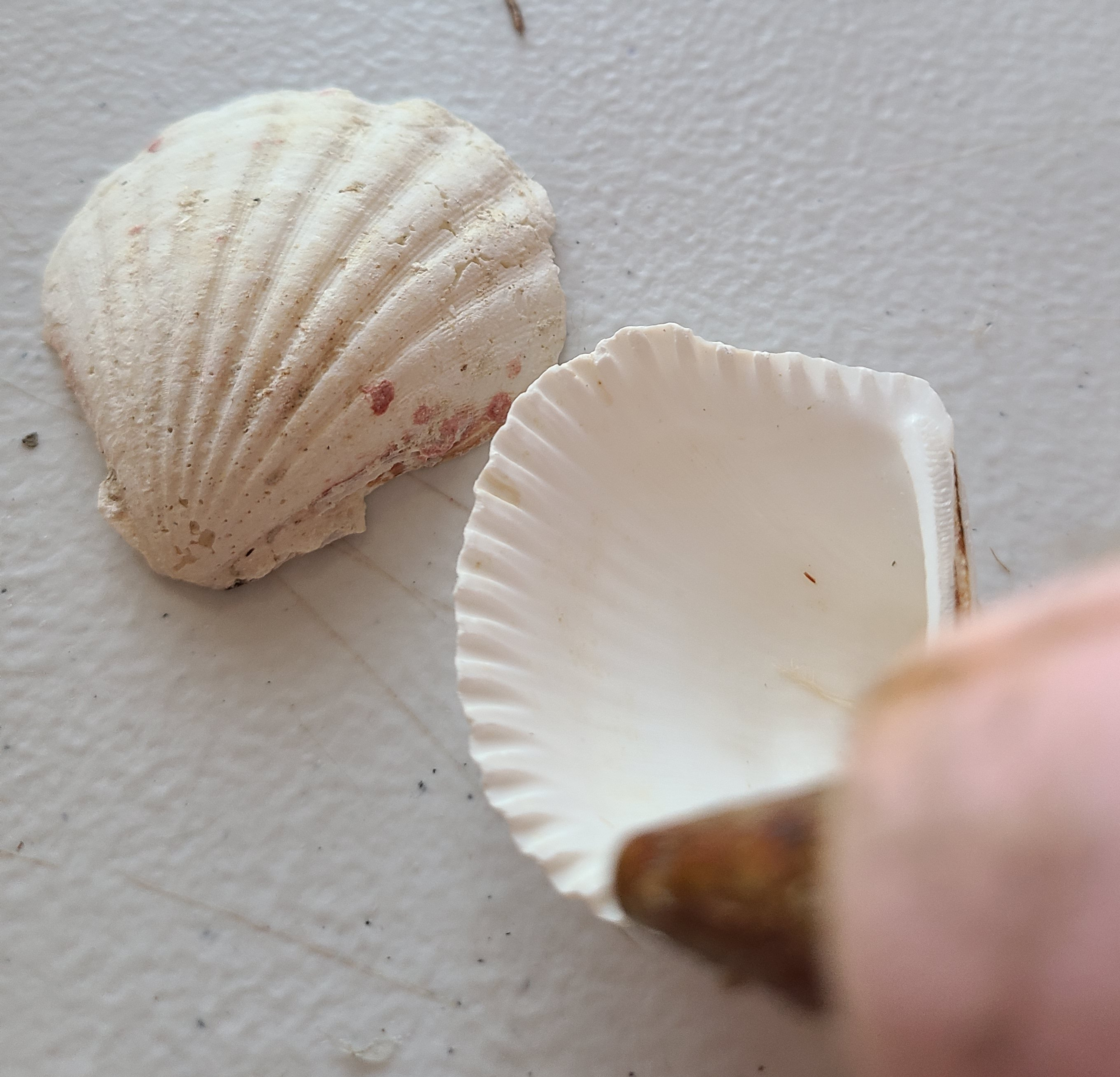 Adding glue to white seashells for the quick summer vignette.