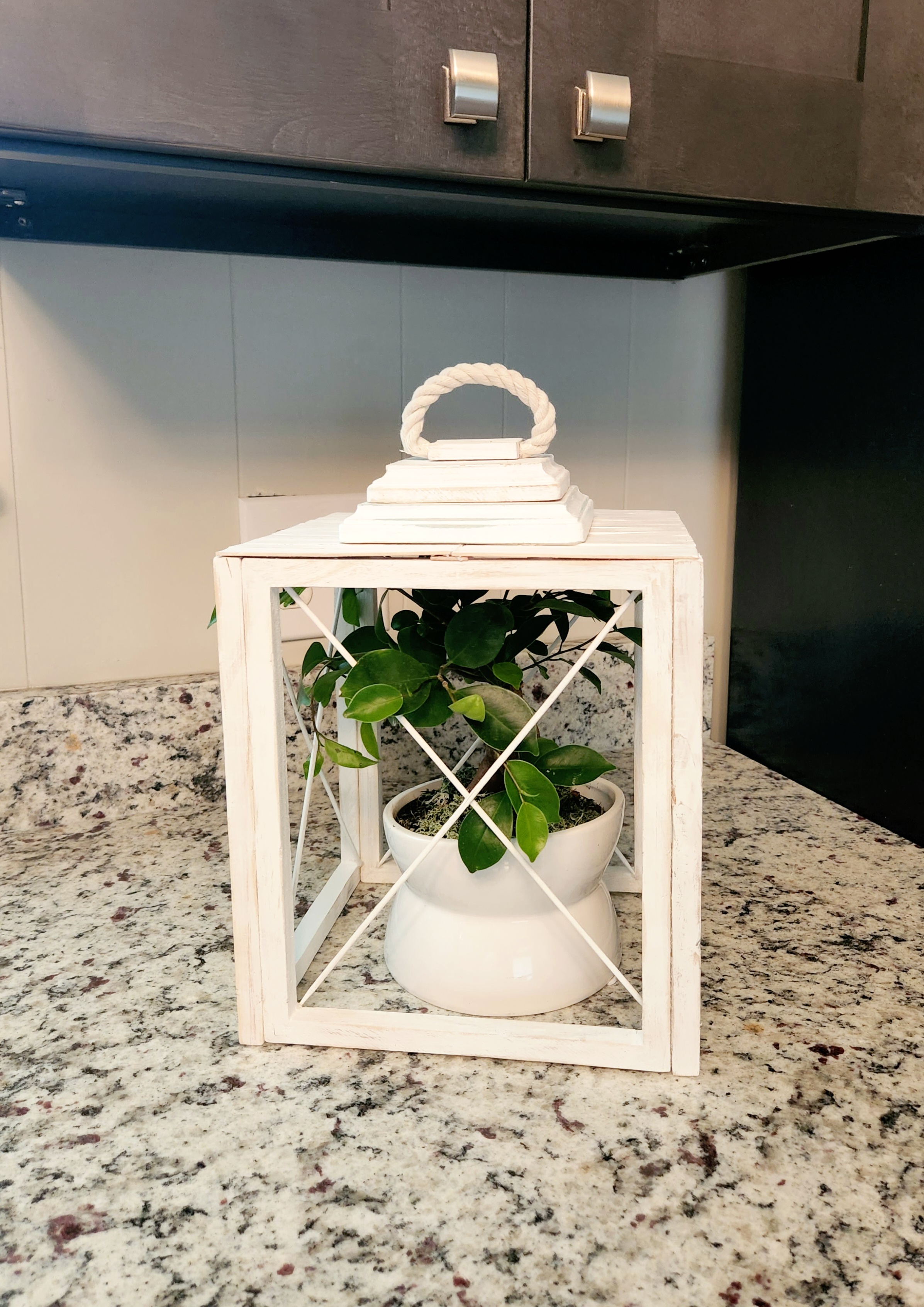 Dollar Tree lantern: DIY wood lantern painted white, containing a potted bonsai tree, and placed on a granite countertop.