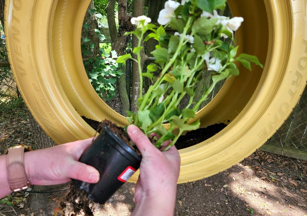 Removing impatients from their plastic pot to place in the DIY tire planter.