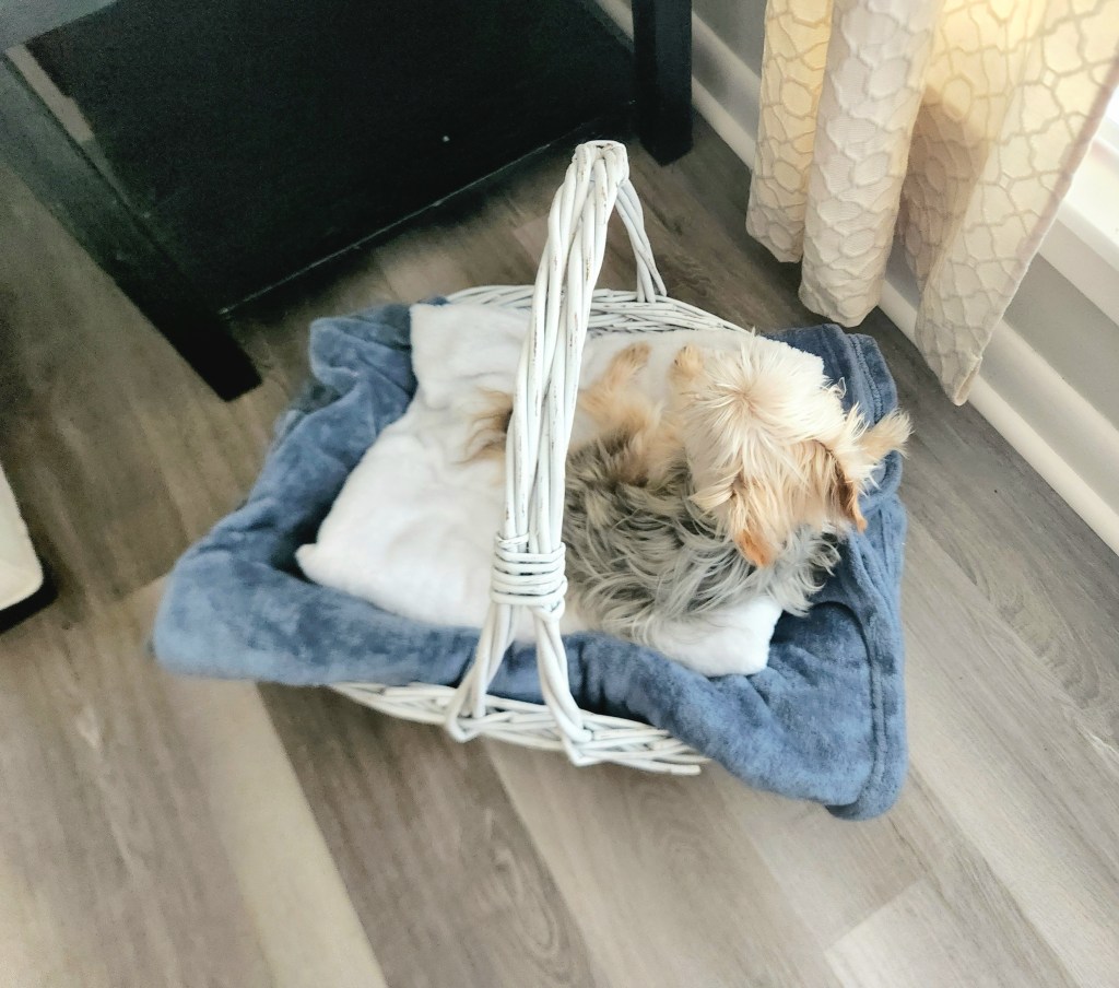 Large farmhouse style basket painted white with a tall handle, filled with padding & a blanket to form a DIY dog bed. Our little black and white morkie Bella is laying inside the basket.